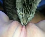 Порно с котом, кися лижет клитор у хозяйки