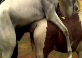 Порно с лошадьми скачать бесплатно